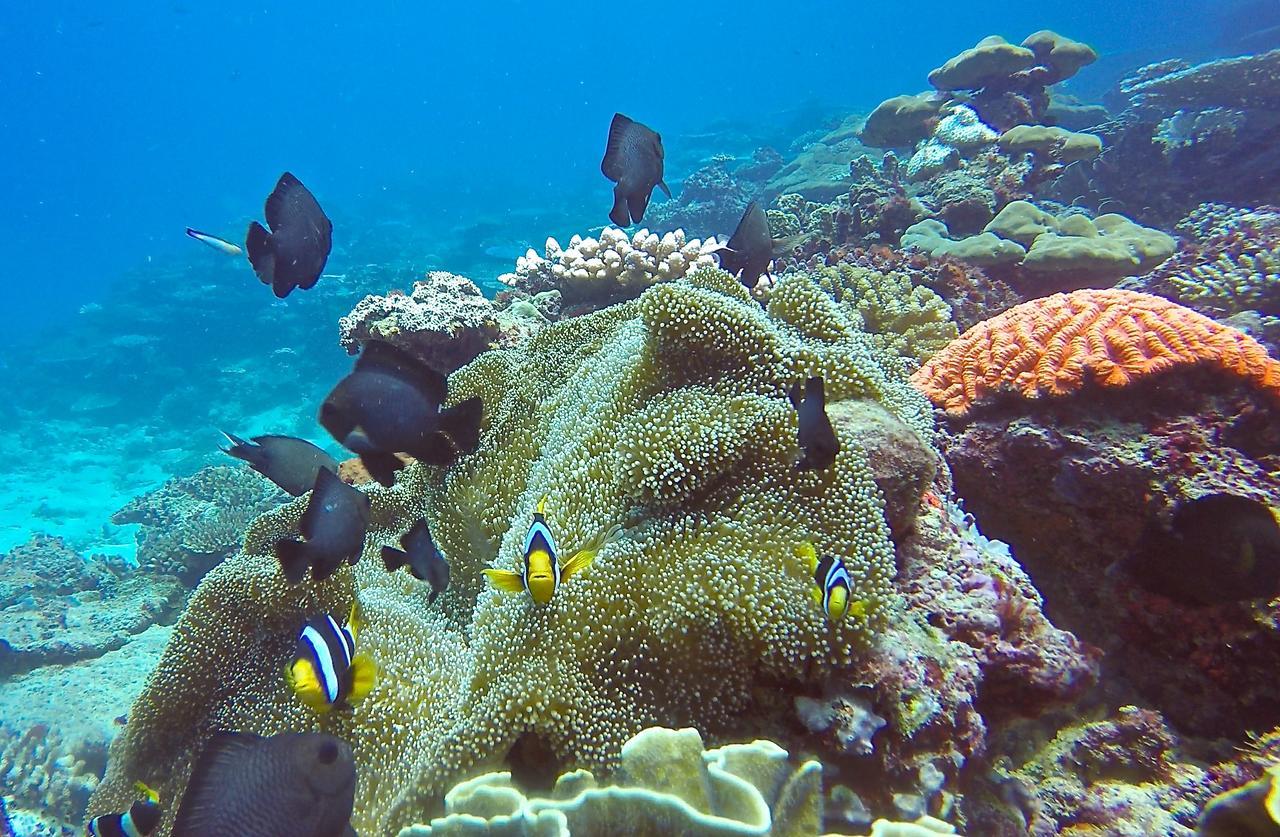 Puri Asu Resort Palau Asu Екстериор снимка